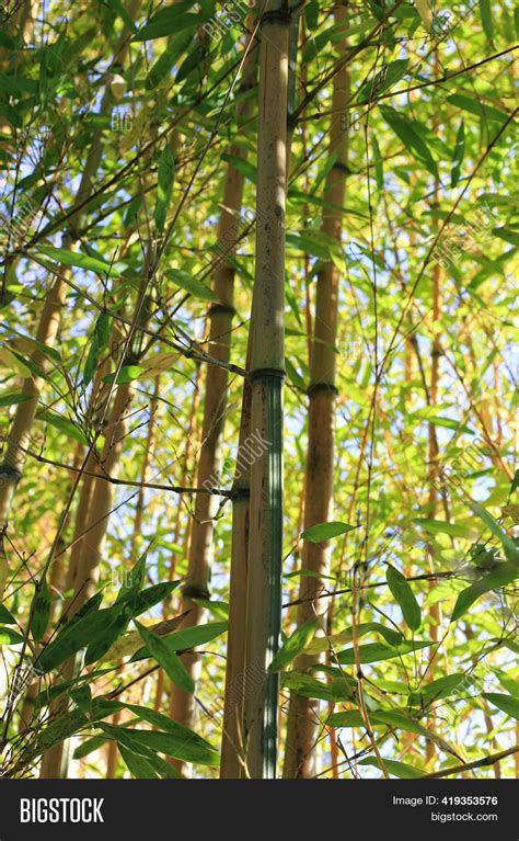Bamboo Branch Bamboo Image And Photo Free Trial Bigstock