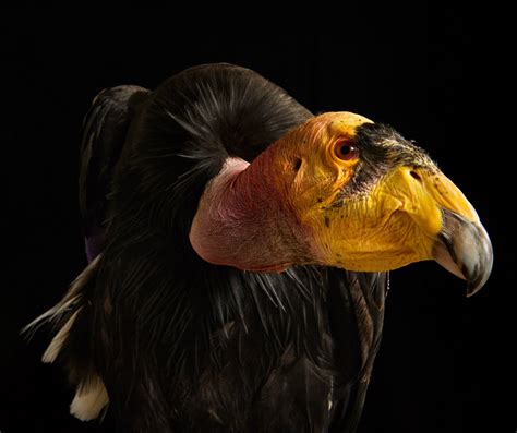 Science News California Condor National Geographic Animals