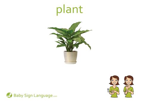 Their brightness makes them easily noticeable and engaging, therefore, attracting people who might have otherwise passed your premises. Plant