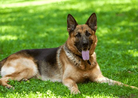 Maybe you would like to learn more about one of these? El Pastor aleman, características y carácter - Razas de Perros