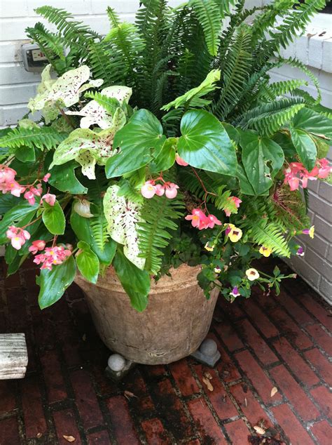 Container Gardening Splendid Spring And Summer