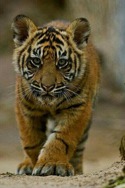 Adorable Tiger Cub ️ Tiger Pictures Cute Animal Pictures Majestic