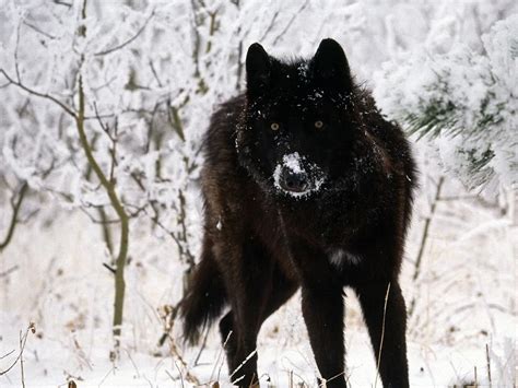In a series of seven attacks over six days, a wolf or wolves fatally injured two people. Black Wolf Over 1080 X 1080 : Two black and white wolves ...
