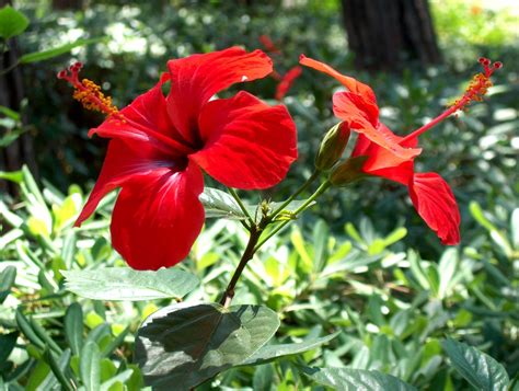 Hibiscus Showy Edible Flowers And Cultural Significance Eat The Planet