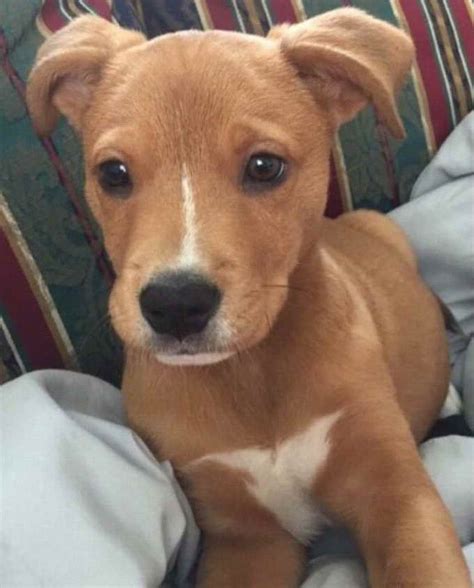Bernard is popular for their playful. Golden Retriever Pitbull Mix For Sale | PETSIDI