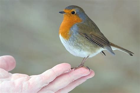 Focus On Robins Of The North Birdguides