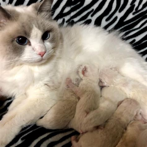 Two kittens looking for there forever home. Ragdoll Available Kittens San Diego CA | RAGBENCHER Ragdolls