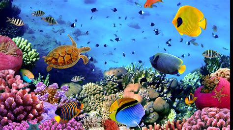 49 4k Aquarium Screensaver Png Aesthetic Pictures