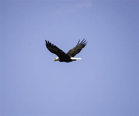 Bald Eagle Flying Image Free Stock Photo Public Domain Photo Cc0