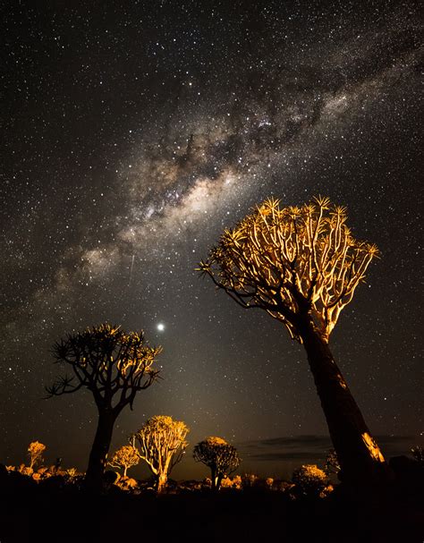 Phototaxis Quiver Trees At Night Below The Milky Way Quiver Tree