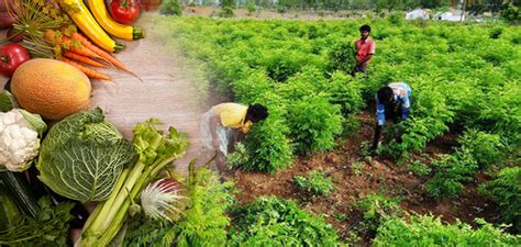 State In India Goes 100 Organic Protects 75000 Hectares Of Land From