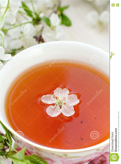 Jasmine Tea With Jasmine Herb Flower Stock Photo Image Of Floral
