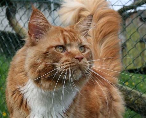 Maine coon cats are known for their size, intelligence and gentle, playful personalities which makes them very popular with families. 9 best Maine Coon - Red Solid & White images on Pinterest ...