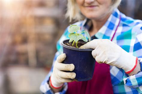 Horticultural Therapy For Seniors Green In Future