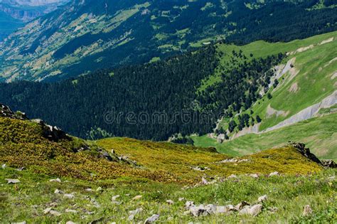 Green Pasture In Mountains During Summer Season Stock Photo Image Of