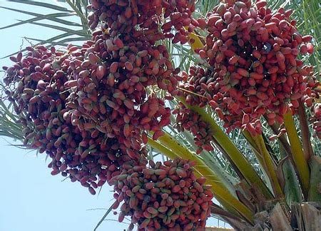 Penderita lemah sy*hwat yang sudah lama menginginkan anak itu, setelah diberi ramuan dari buah. SUATU KEBENARAN: KHASIAT BUAH KURMA