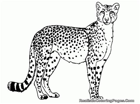 Cute Baby Cheetah Coloring Pages Coloring Home