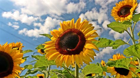 Free download high quality 4k uhd wallpapers for laptop, desktop & dual monitor display. Sunflower 4k Ultra HD Wallpaper and Background Image ...