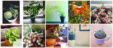 Top 10: The best houseplants for every homeowner – SheKnows