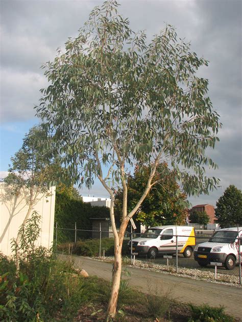 I don't profess to knowing much about gardening but, as you say fb, kept prunned the eucalyptus is a really nice tree to have. anzplantsoc, Author at Australasian Plant Society - Page 2 ...