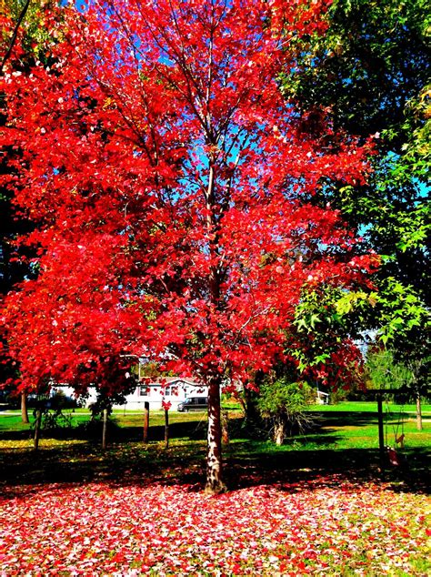 Tree In Yard Smithsonian Photo Contest Smithsonian Magazine