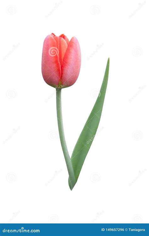 Beautiful One Red Tulip Flower On A White Background Stock Photo