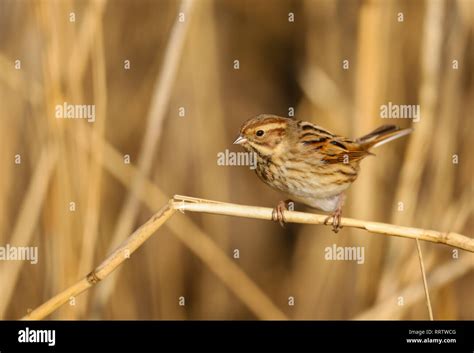 Reed Bunting Emberiza Schoeniclus Female Bird Eating The Seeds In The