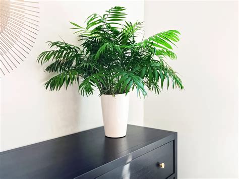 Sago palm (cycas revoluta) is another misnomer—it's not a palm but a cycad, an ancient type of plant that was especially abundant during the time dinosaurs walked the earth. Types of Indoor Palm Plants | Apartment Therapy