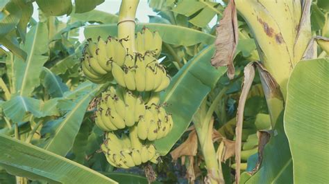 View How To Grow Banana Pictures