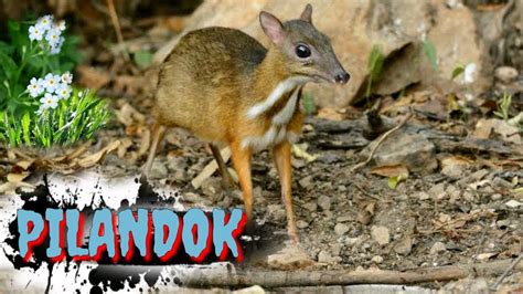 Pilandok Philippine Mouse Deer Tenrou21 Youtube