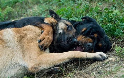 Der stattliche begleithund im portrait. Rottweiler, zähne, aggressiv | Stockfoto | Colourbox