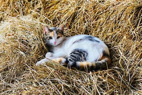 How Often Should You Feed A Barn Cat Buffington Pearouble