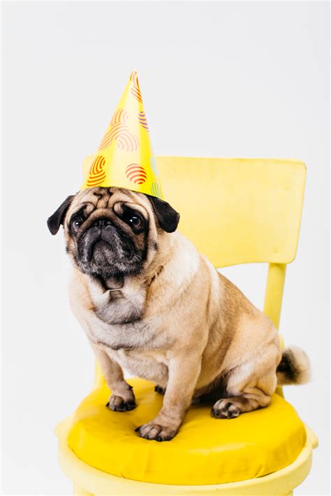 Premium Photo Adorable Small Dog In Birthday Hat Sitting On Chair