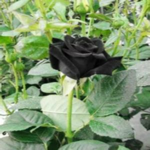 Gambar kartun bunga mawar gambar mania. bunga alam: mawar hitam