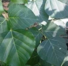 Maybe you would like to learn more about one of these? Khasiat Daun Dadap Serep | Hidup Sehat Alami