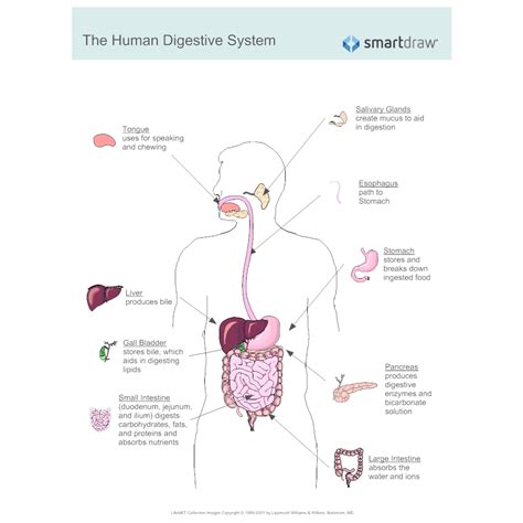 A classroom unit on digestion is also a great time to talk about health and nutrition. Digestive System Diagram