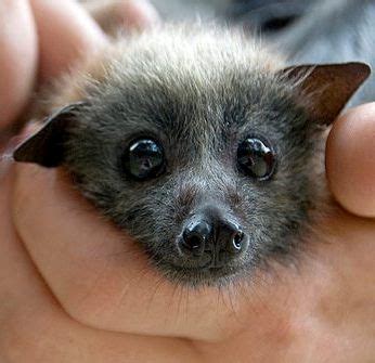 We did not find results for: 60 Adorable Bats That'll Make Your Day | Cute baby bats ...