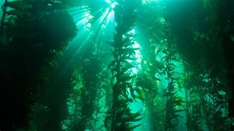 Top 10 Strangest Marine Plants Ocean Info
