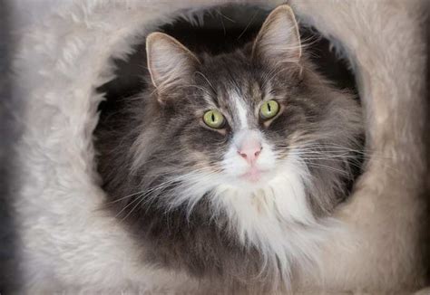 Norwegian Forest Cat Personality And Behavior Pettime