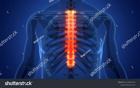 Spinal Cord Vertebral Column Thoracic Vertebrae Stock Illustration Shutterstock