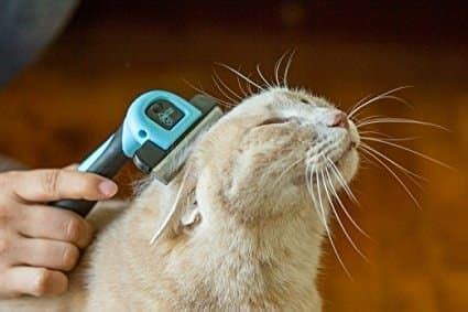We hear so much of humans getting allergies to cats that it's easy to forget cats can develop. 30 Cleaning Tips That'll Make Your Life So Much Easier ...