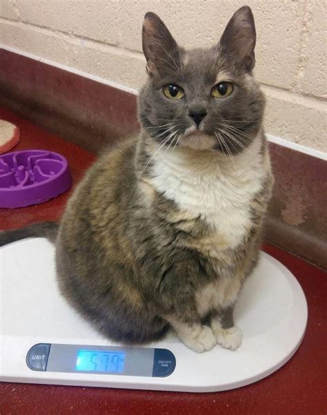 Overweight Cat From Viral Photo Finally Finds Forever Home After Being Returned To Shelter Four