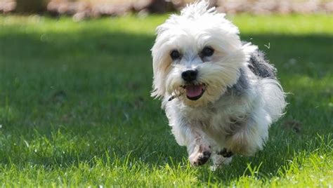 13 Small Mostly Quiet Dog Breeds That Arent Yappy Dogtime Dandie
