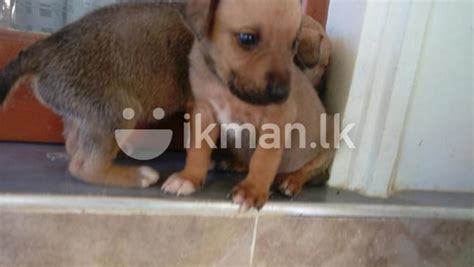 Visit samsung lanka on daraz. Dog Price In Sri Lanka - Animals & Pets - Sri Lanka ...