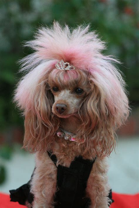 Dont Usually Like Color But This Is Cute Doggy Syles Poodle Haircut