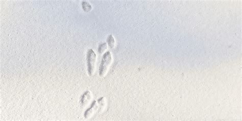Rabbit Tracks Identification