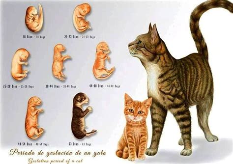 Typically camel riders use various different technologies wired together in a variety of patterns with different expression languages together with different forms of bean integration and dependency injection so its very easy for things to go wrong! Cat gestation period. infograpic | Periodo de gestación ...
