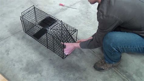 Small animal trap video 