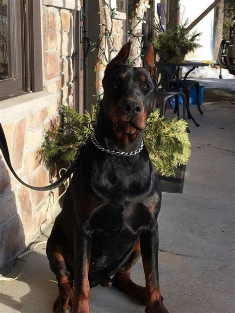 Here's the complete order of rankings, based on akc's registration totals during 2020 Big Doberman | Doberman dogs, Doberman, European doberman