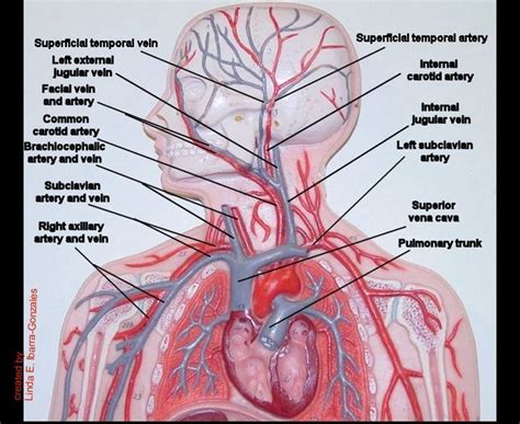 Origin, insertion, action, and blood supply video! 19 best Human A&P images on Pinterest | Health, Learning ...